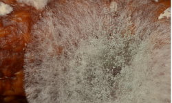 Schimmelpilz Allergie